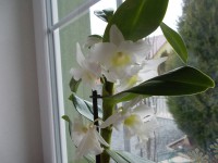 /album/moje-dendrobium/dendrobium-nobile-bila-jpg/